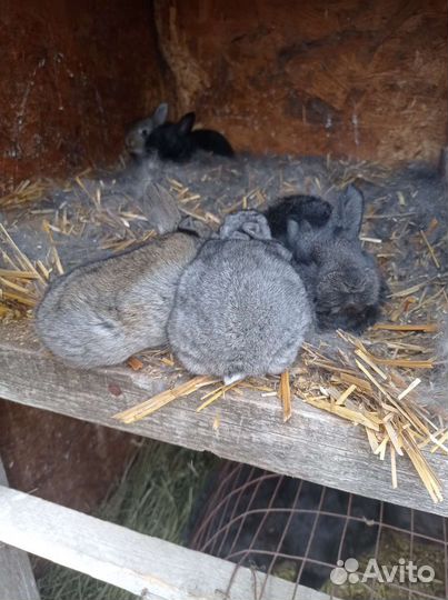 Кролики серый великан