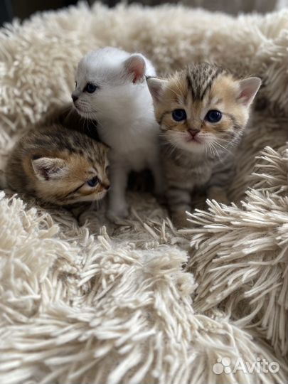 Шотландские котята
