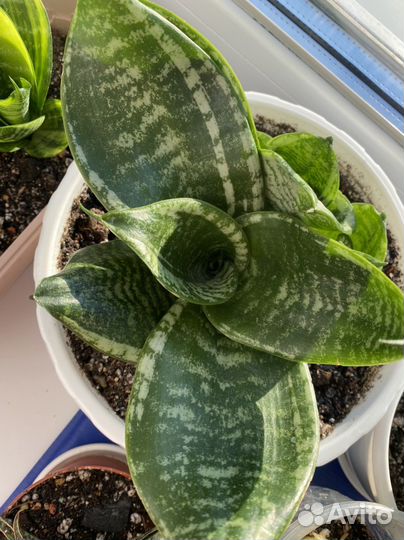 Сансевиерии сортовые