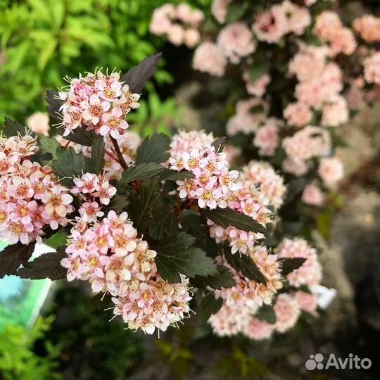 Пузыреплодники разные