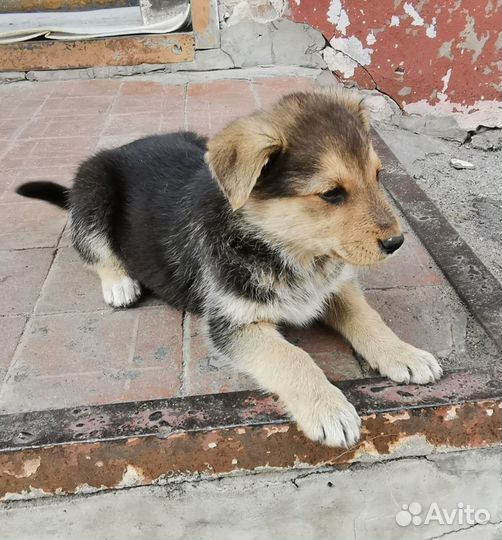 Щеночки в добрые руки