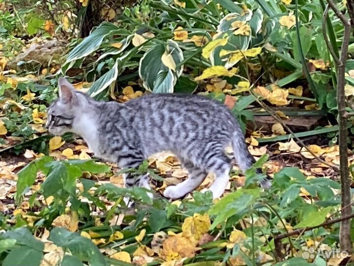 Котята одни на даче