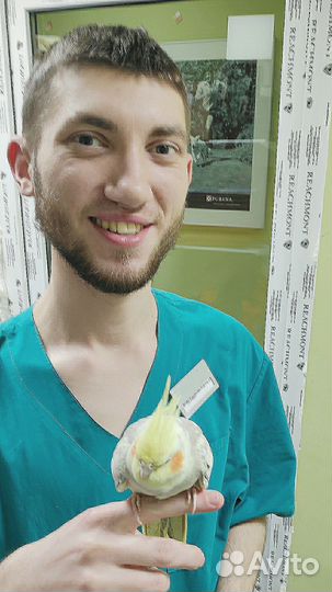 Ветеринар на дом.Ветврач. Ратолог. Орнитолог