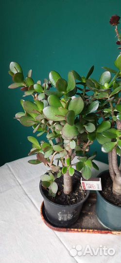 Толстянки большие и маленькие