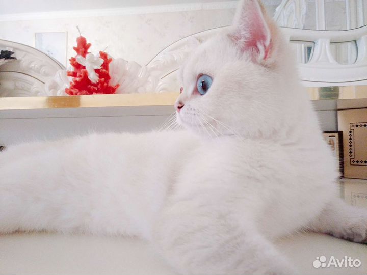 Британская серебристая шиншилла колор-поинт