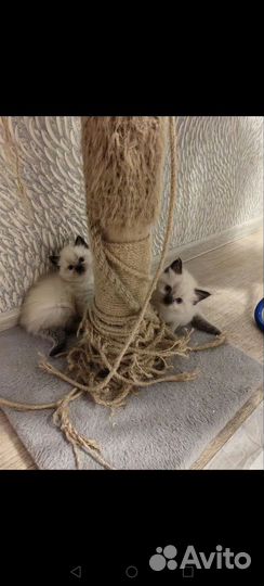 Котятаневские маскарадные