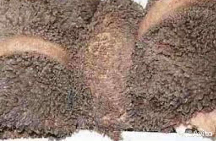 Корм для собак