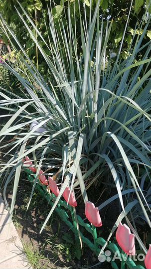 Элимус голубой