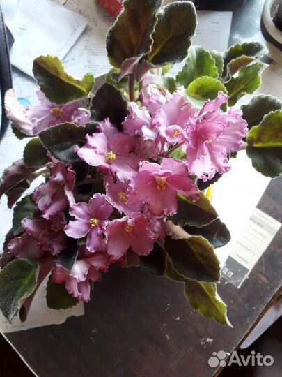 Фиалки в горшках