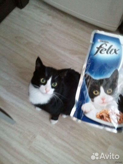 Котята. Феликс 3 шт