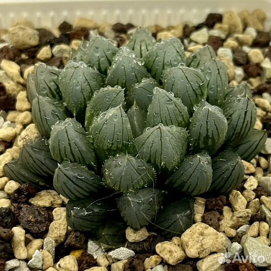 Haworthia cooperi