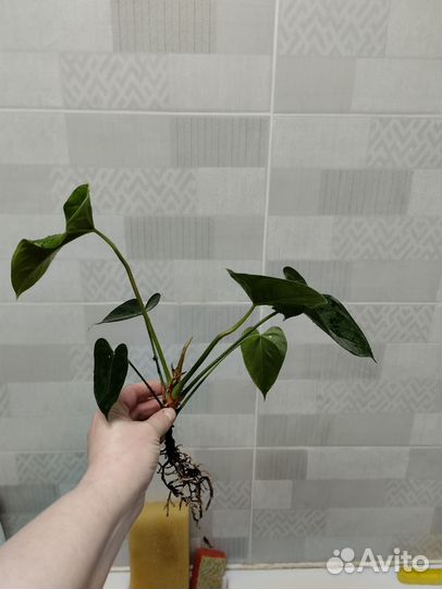 Антуриум и Спатифиллум(мужское и женское счастье)