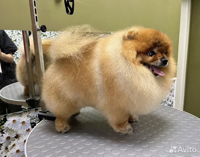 Груминг собак и кошек