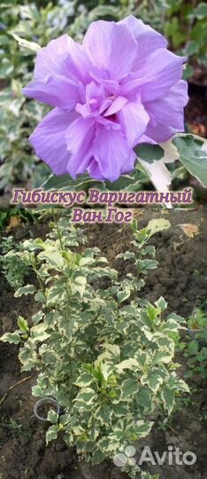 Гибискус Древовидный Шифон Махровый