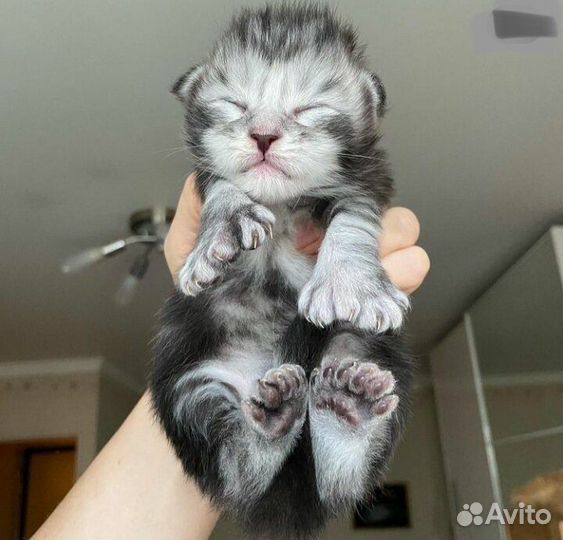 Котята