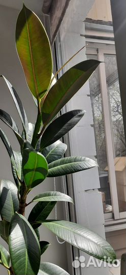 Фикус каучуконосный большой