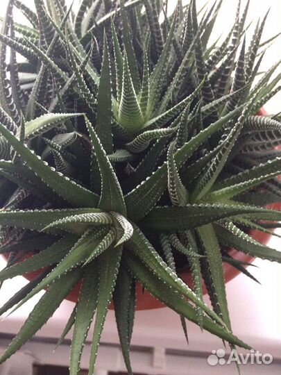 Растения для дома