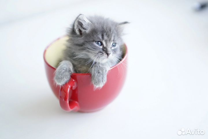 Чудо девочка котенок