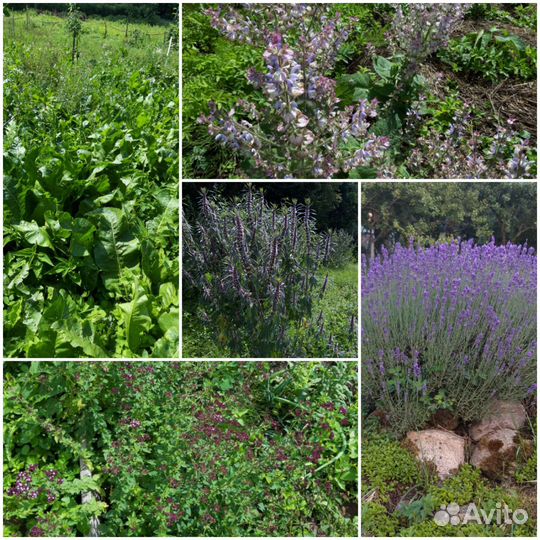 Зелень, шиповник, яблочный уксус, хрен