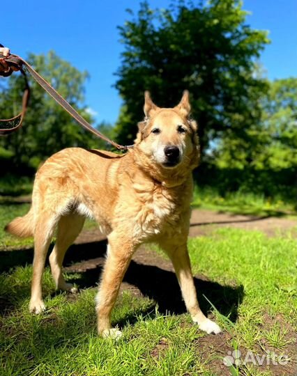 Спасите старичка из приюта