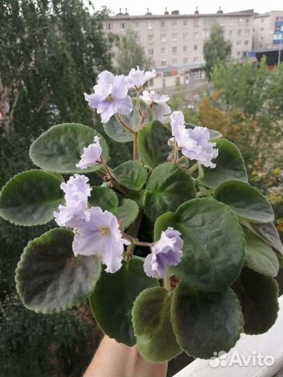 Продам цветы комнатные