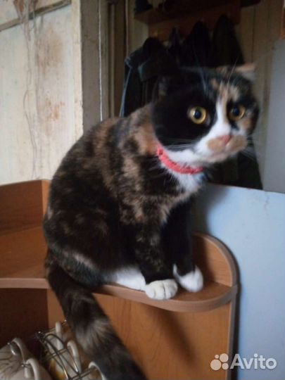 Отдам в добрые руки