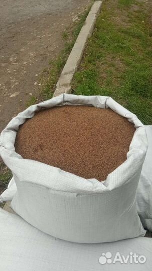 Семена люцерна