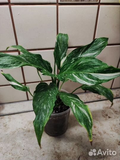 Декоративно-лиственные комнатные цветы