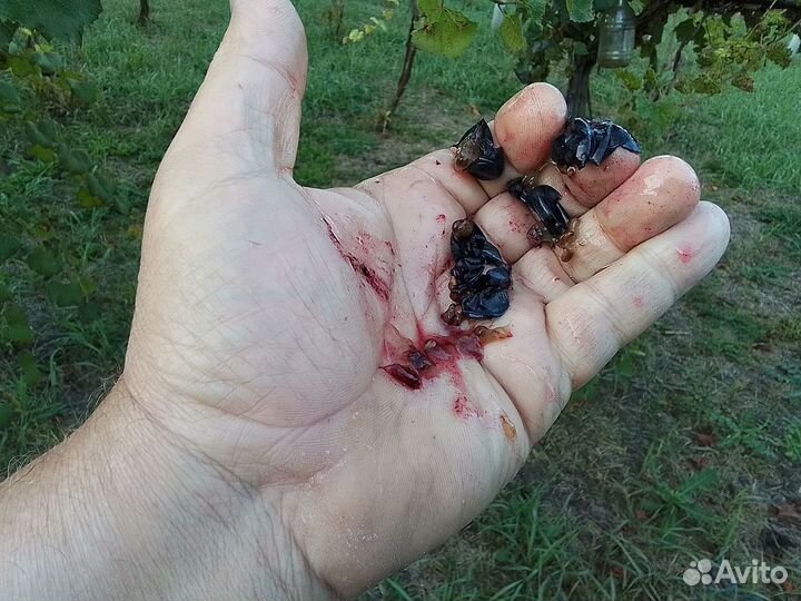 Виноград саперави пр. самосбор