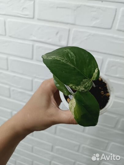 Эпипремнум Marble Queen