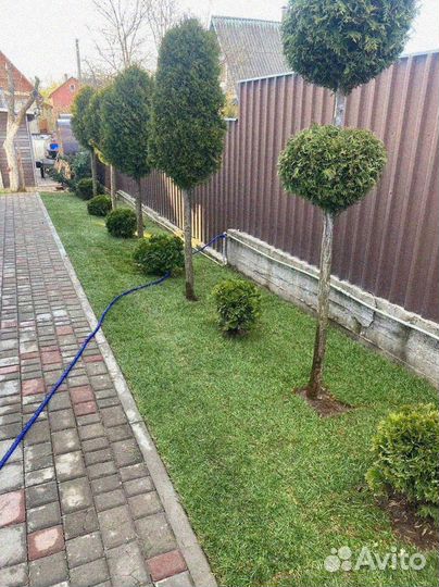 Рулонный газон 