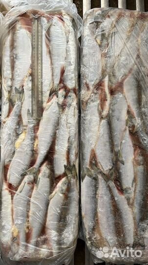 Свежая рыба:бычек, селедка, камбала