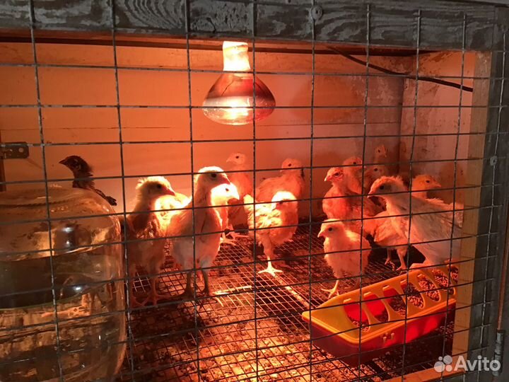 Куры петухи