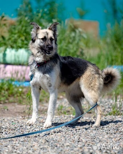 Сорбонна собака