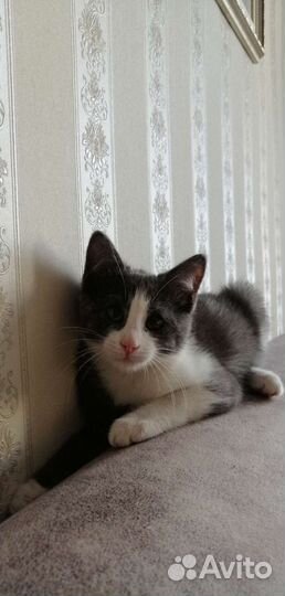 Котёнок подросток