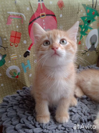 Кошки в добрые руки бесплатно