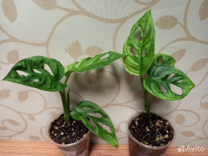 Монстера манки