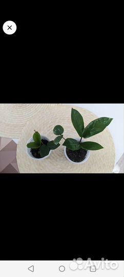 Замиокулькас