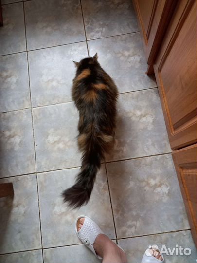 Кошка в дар