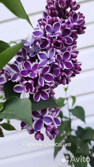 Саженцы сирени