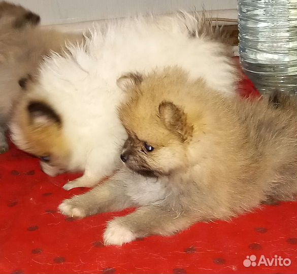 Шпицы мальчики
