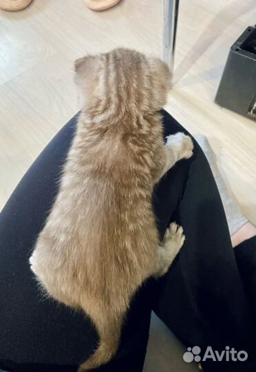 Шотландские котята