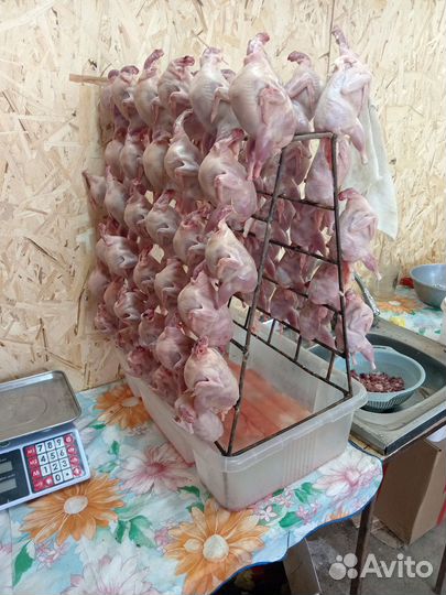 Перепела суточные