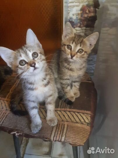 Отдам котят в добрые руки