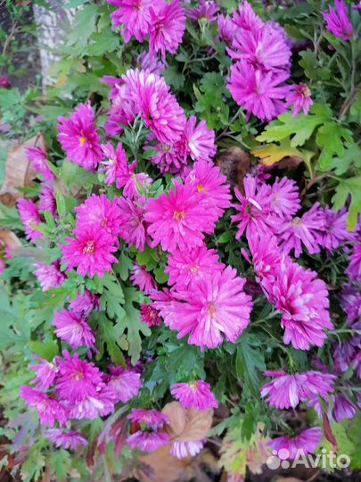 Дубки цветы