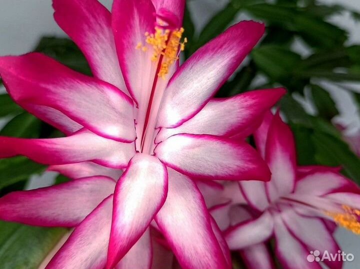 Шлюмбергера Pink цветущий Рождественник