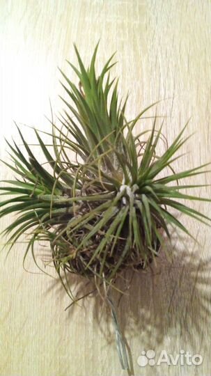 Тилландсия атмосферная