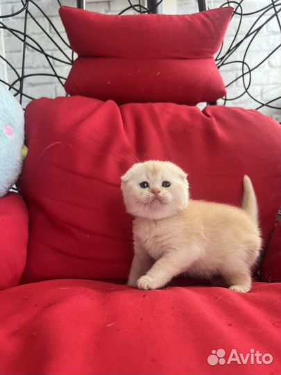 Шотландский вислоухий котенок