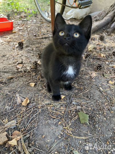 Черный котенок