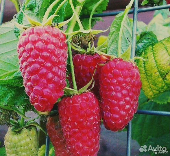 Малиновое дерево. Саженцы